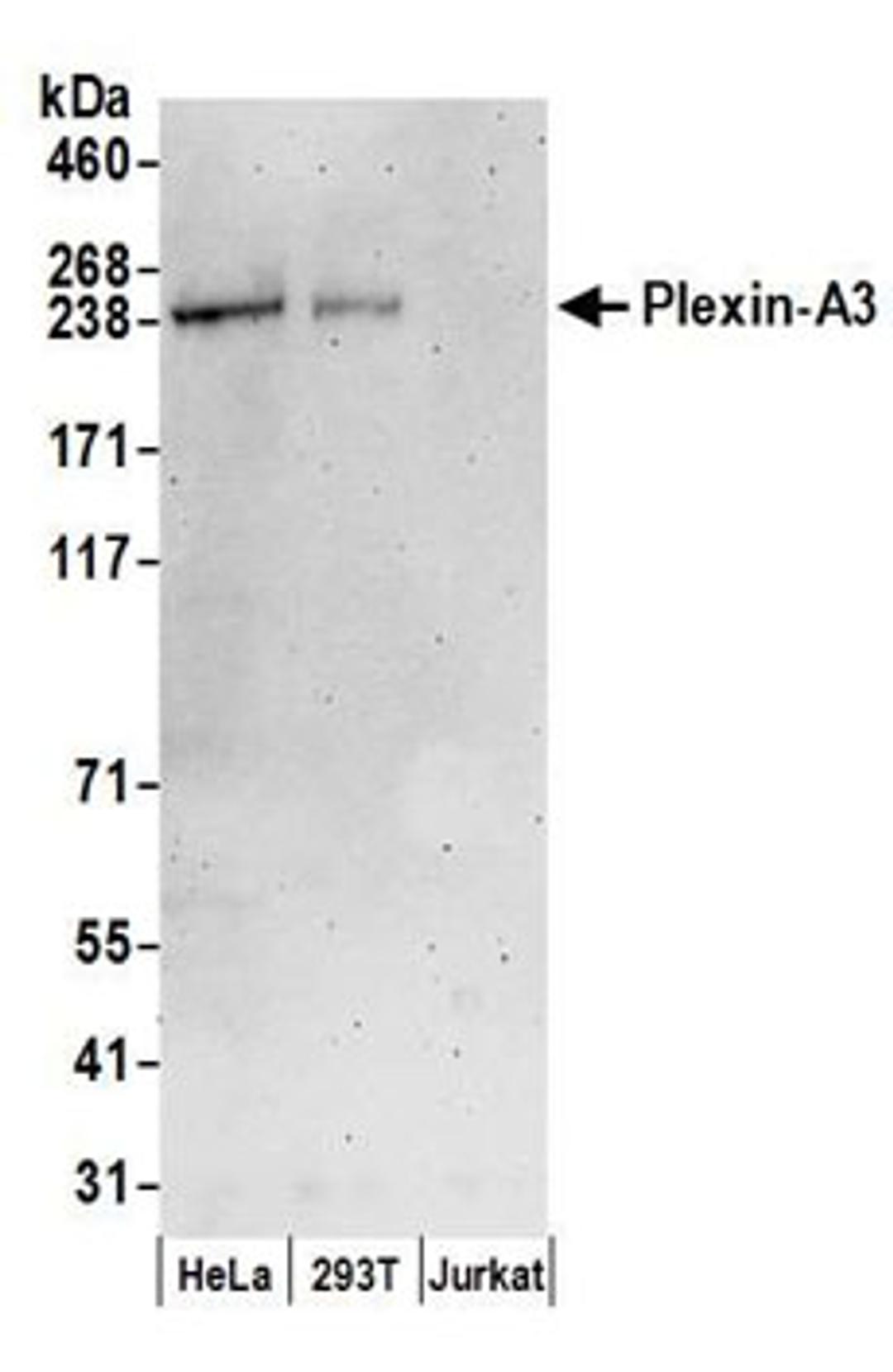 Detection of human Plexin-A3 by western blot.