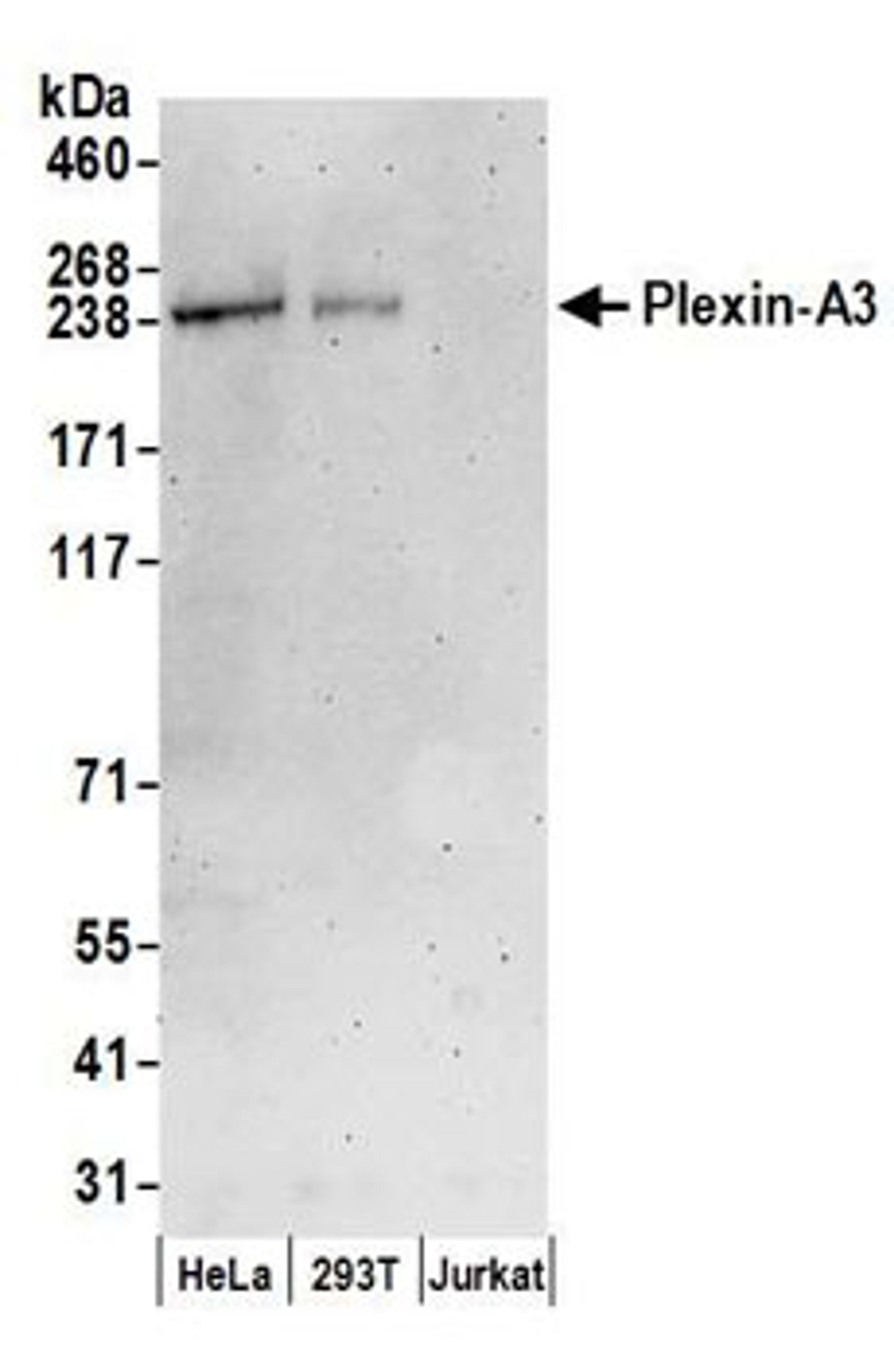 Detection of human Plexin-A3 by western blot.