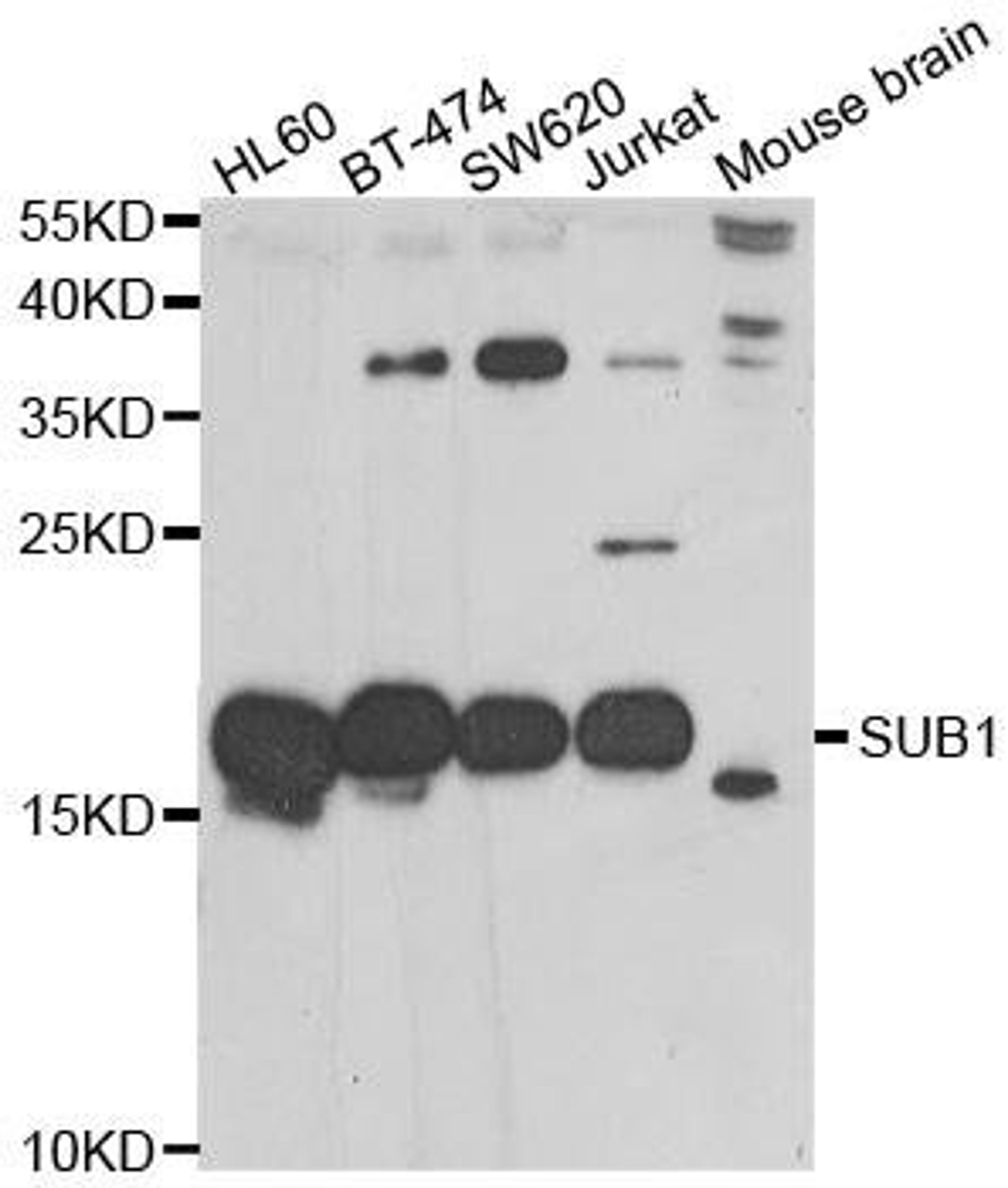 Western blot analysis of extracts of various cell lines using SUB1 antibody