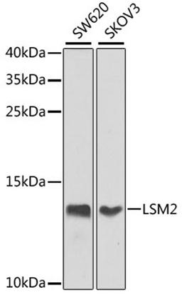 Western blot - LSM2 antibody (A7988)