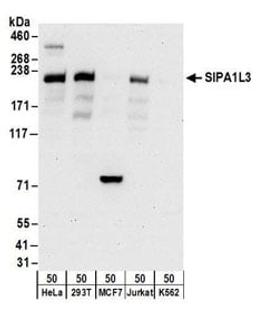 Detection of human SIPA1L3 by western blot.