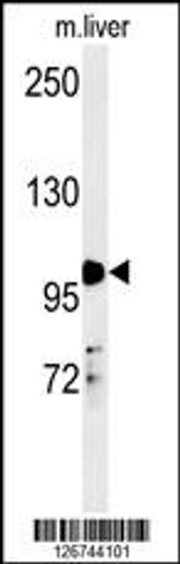 Western blot analysis in mouse liver tissue lysates (35ug/lane).This demonstrates the detected NR3C1 protein (arrow).