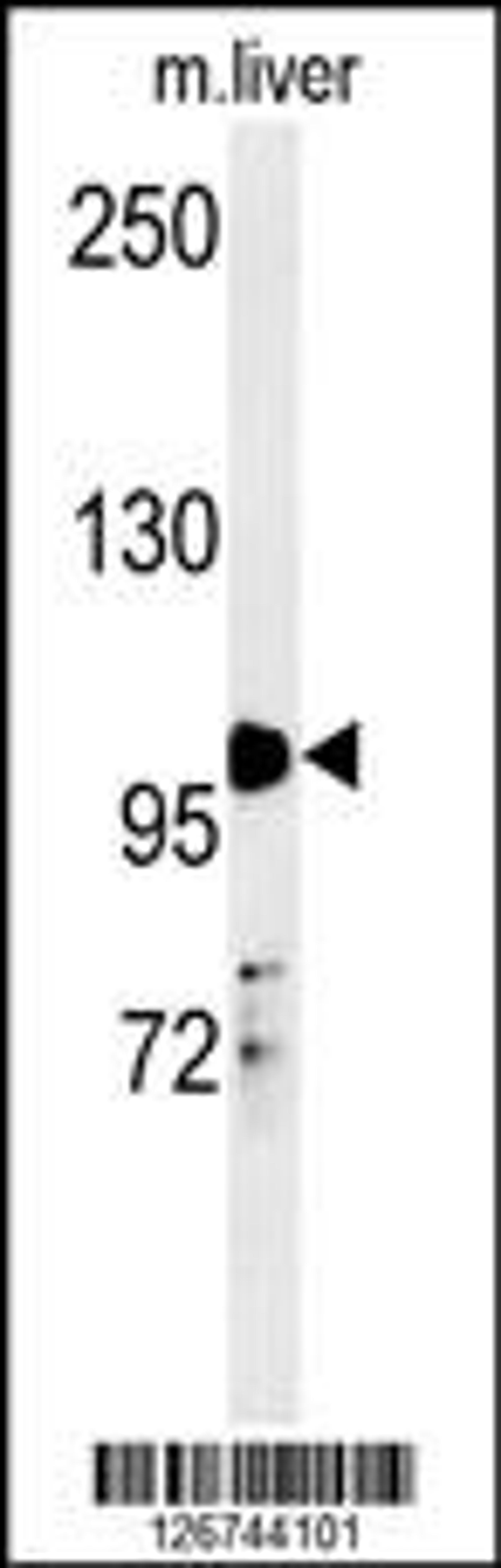 Western blot analysis in mouse liver tissue lysates (35ug/lane).This demonstrates the detected NR3C1 protein (arrow).