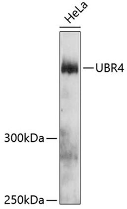 Western blot - UBR4 antibody (A12193)