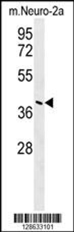 Western blot analysis in mouse Neuro-2a cell line lysates (35ug/lane).