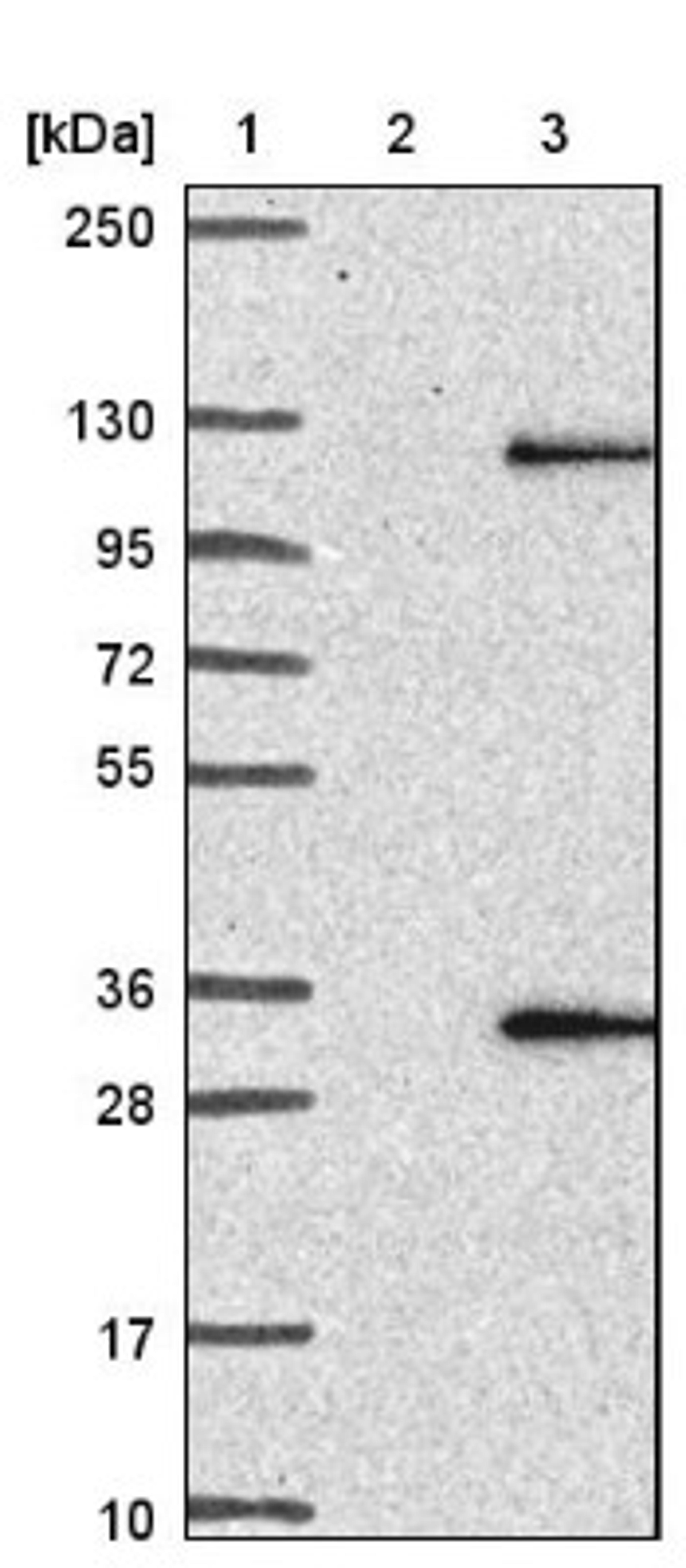 Western Blot: C11orf85 Antibody [NBP1-93550] - Lane 1: Marker [kDa] 250, 130, 95, 72, 55, 36, 28, 17, 10<br/>Lane 2: Negative control (vector only transfected HEK293T lysate)<br/>Lane 3: Over-expression lysate (Co-expressed with a C-terminal myc-DDK tag (~3.1 kDa) in mammalian HEK293T cells, LY421932)