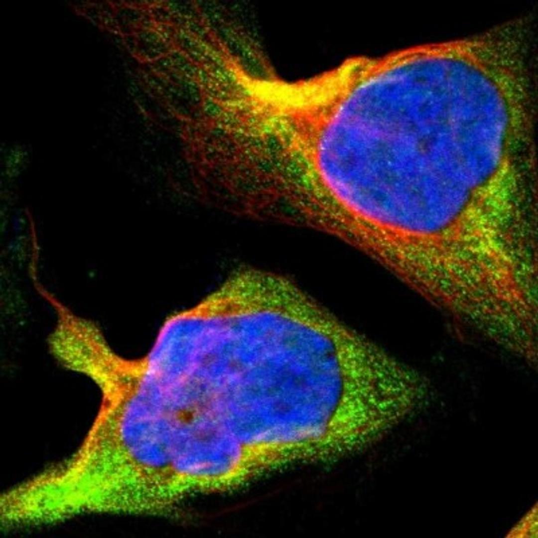 Immunocytochemistry/Immunofluorescence: SHC2 Antibody [NBP1-87076] - Immunofluorescent staining of human cell line U-2 OS shows positivity in cytoplasm.