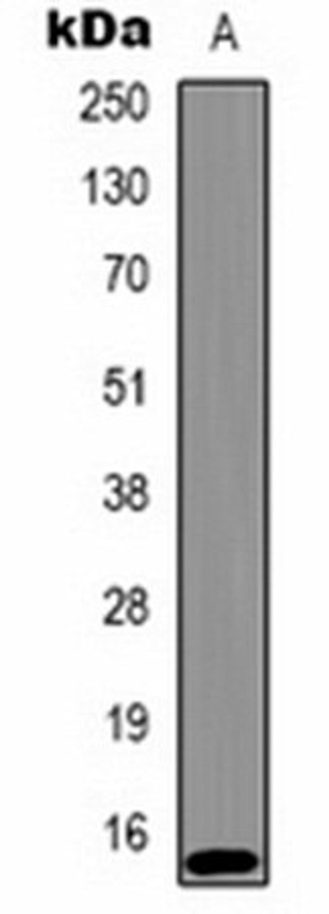 Western blot analysis of Hela (Lane1) whole cell lysates using Histone H2A.X (Phospho-T120) antibody