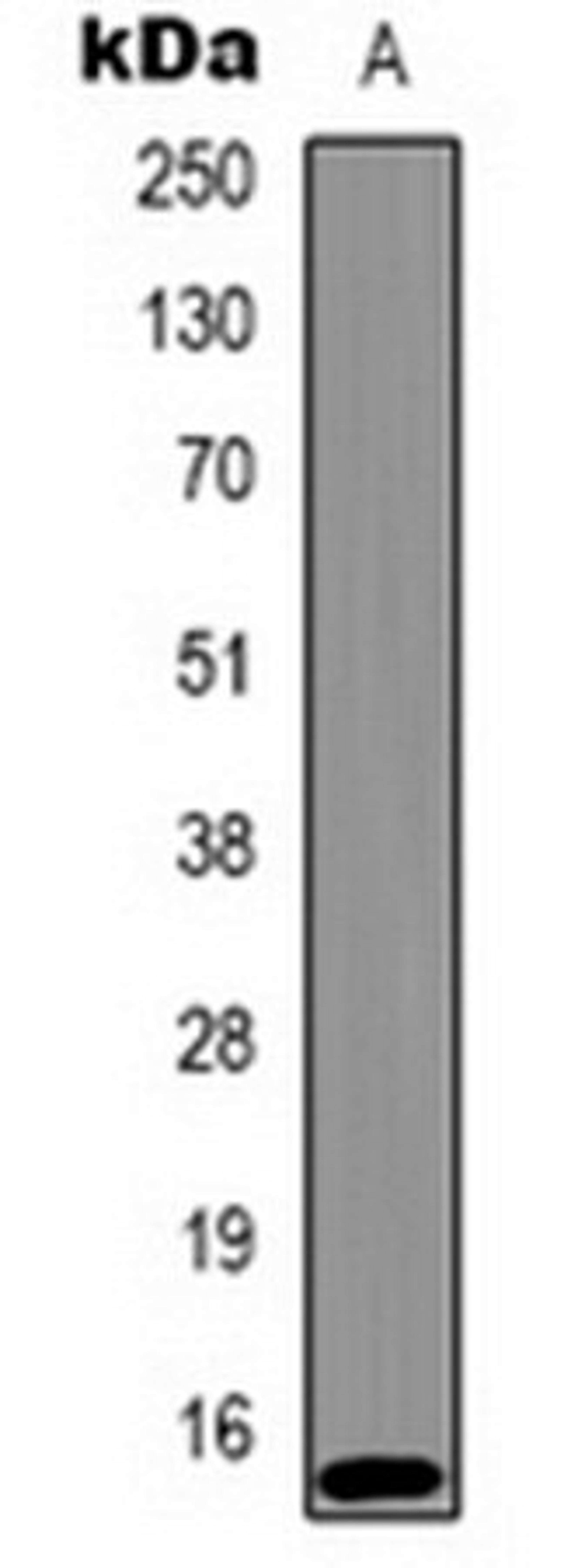 Western blot analysis of Hela (Lane1) whole cell lysates using Histone H2A.X (Phospho-T120) antibody