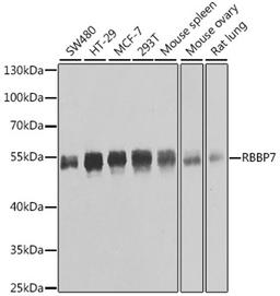 Western blot - RBBP7 antibody (A6967)