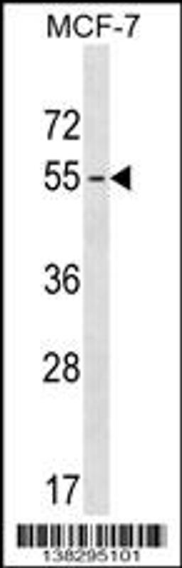 Western blot analysis in MCF-7 cell line lysates (35ug/lane).