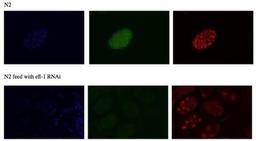 Immunocytochemistry/Immunofluorescence: EFL-1 Antibody [44960002] - This image is specific to animal number SDQ3590 MeOH fixation. Dilution 1:500