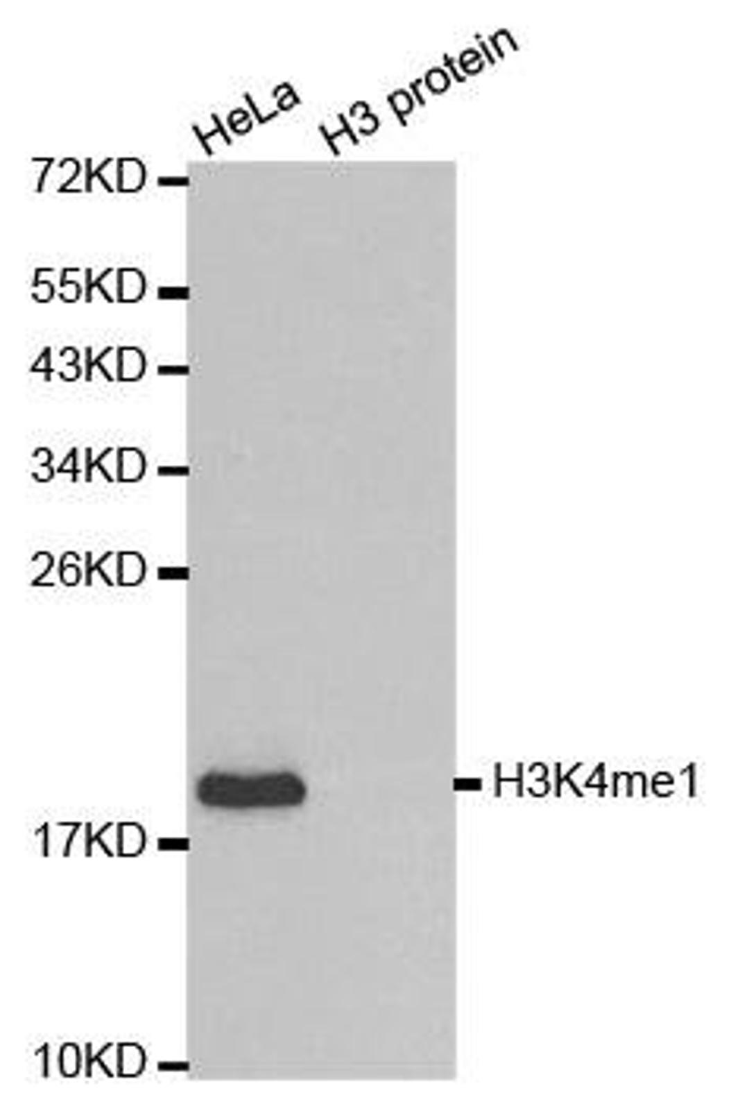 Western blot analysis of extracts of HeLa cell line and H3 protein expressed in E.coli using Histone Histone H3K4me1 antibody