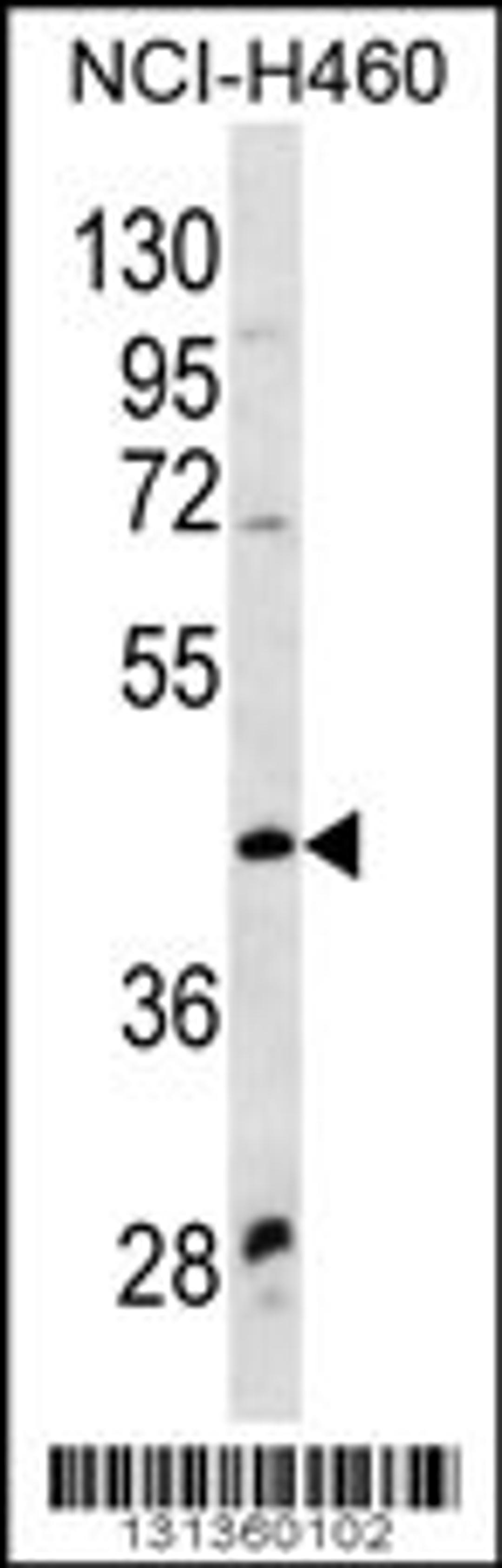 Western blot analysis in NCI-H460 cell line lysates (35ug/lane).