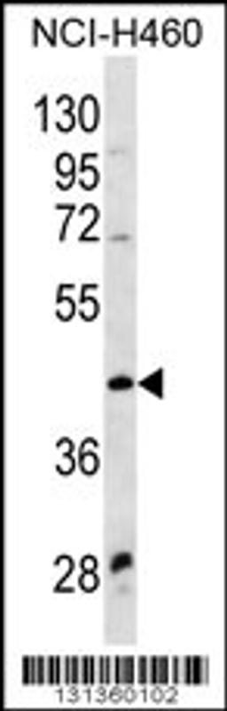 Western blot analysis in NCI-H460 cell line lysates (35ug/lane).