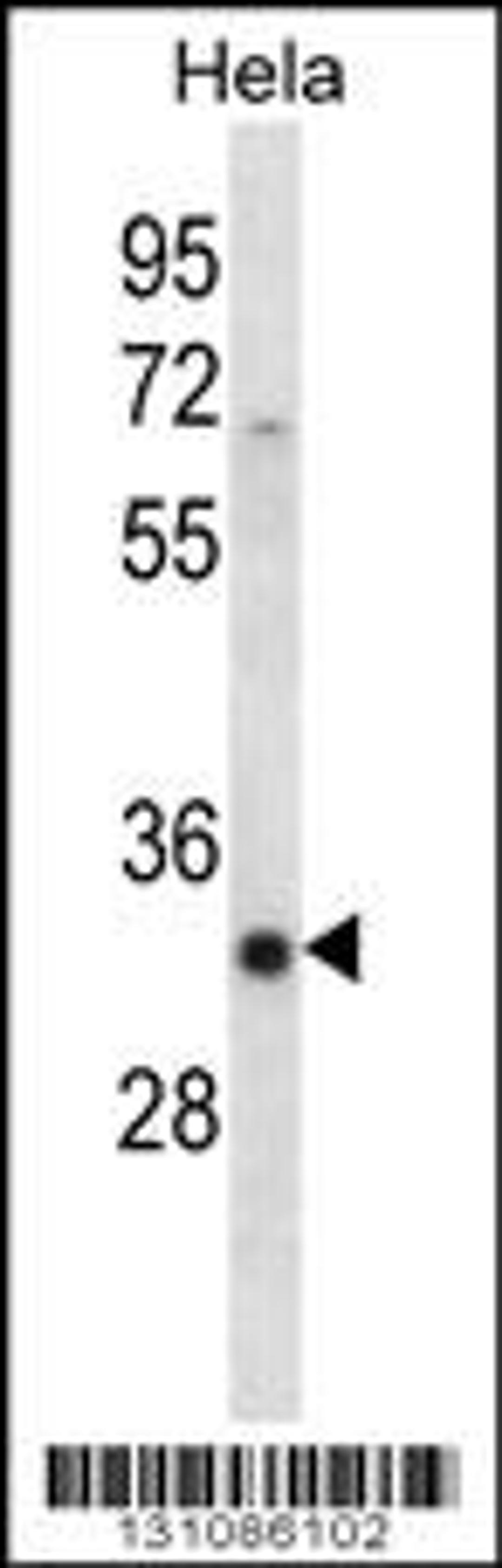 Western blot analysis in Hela cell line lysates (35ug/lane).