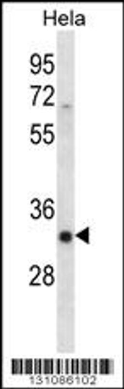 Western blot analysis in Hela cell line lysates (35ug/lane).