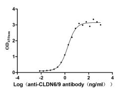 The Binding Activity of Huamn CLDN6 with Anti-CLDN6/9 recombinant Antibody. Activity: Measured by its binding ability in a functional ELISA. Immobilized Human CLDN6 (CSB-MP005508HU(A4)) at 10 μg/mL can bind Anti-CLDN6/9 recombinant antibody, the EC<sub>50</sub> is 1.501-2.035 ng/mL.