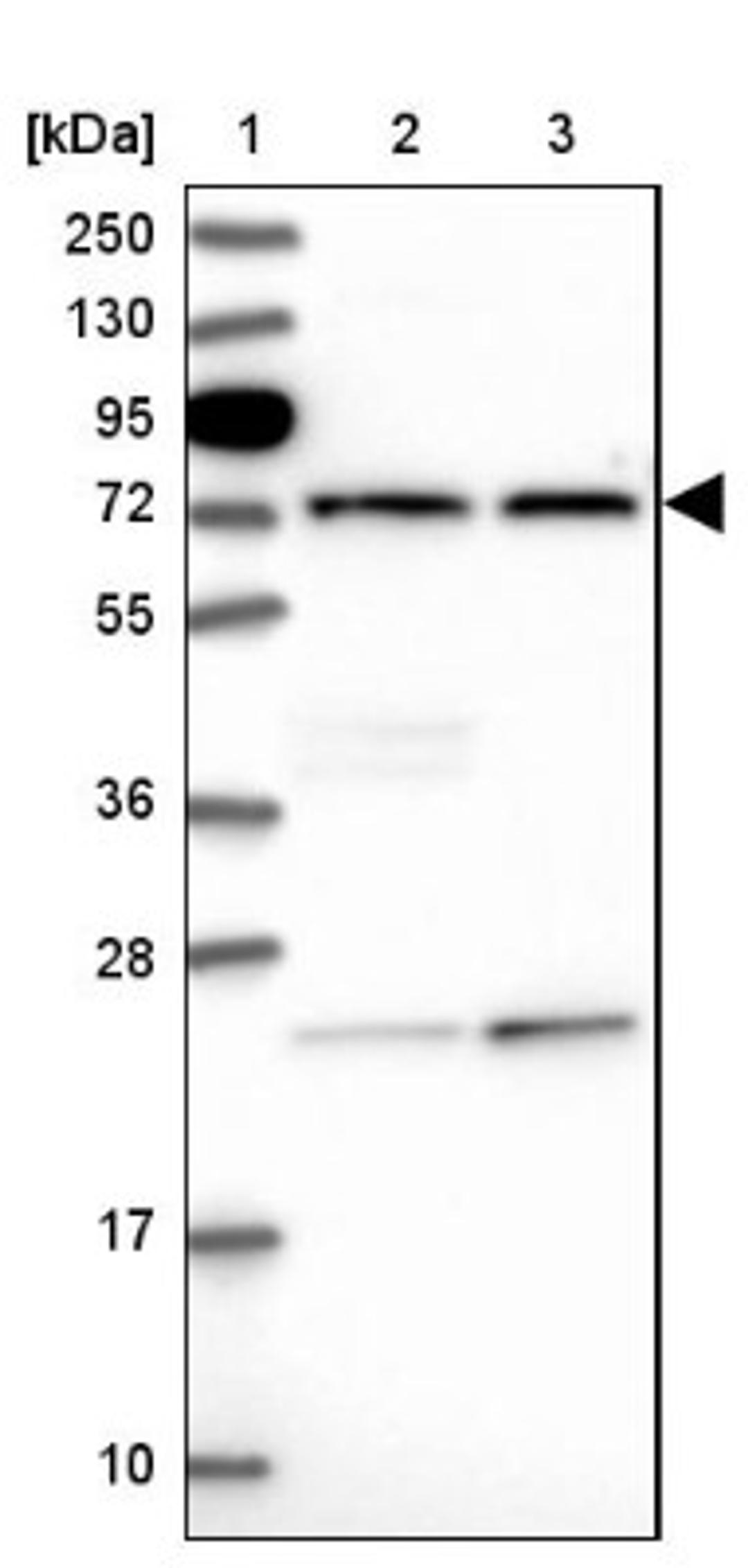 Western Blot: IQCH Antibody [NBP1-82300] - Lane 1: Marker [kDa] 250, 130, 95, 72, 55, 36, 28, 17, 10<br/>Lane 2: Human cell line RT-4<br/>Lane 3: Human cell line U-251MG sp