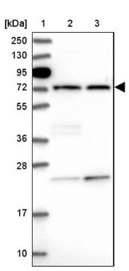 Western Blot: IQCH Antibody [NBP1-82300] - Lane 1: Marker [kDa] 250, 130, 95, 72, 55, 36, 28, 17, 10<br/>Lane 2: Human cell line RT-4<br/>Lane 3: Human cell line U-251MG sp