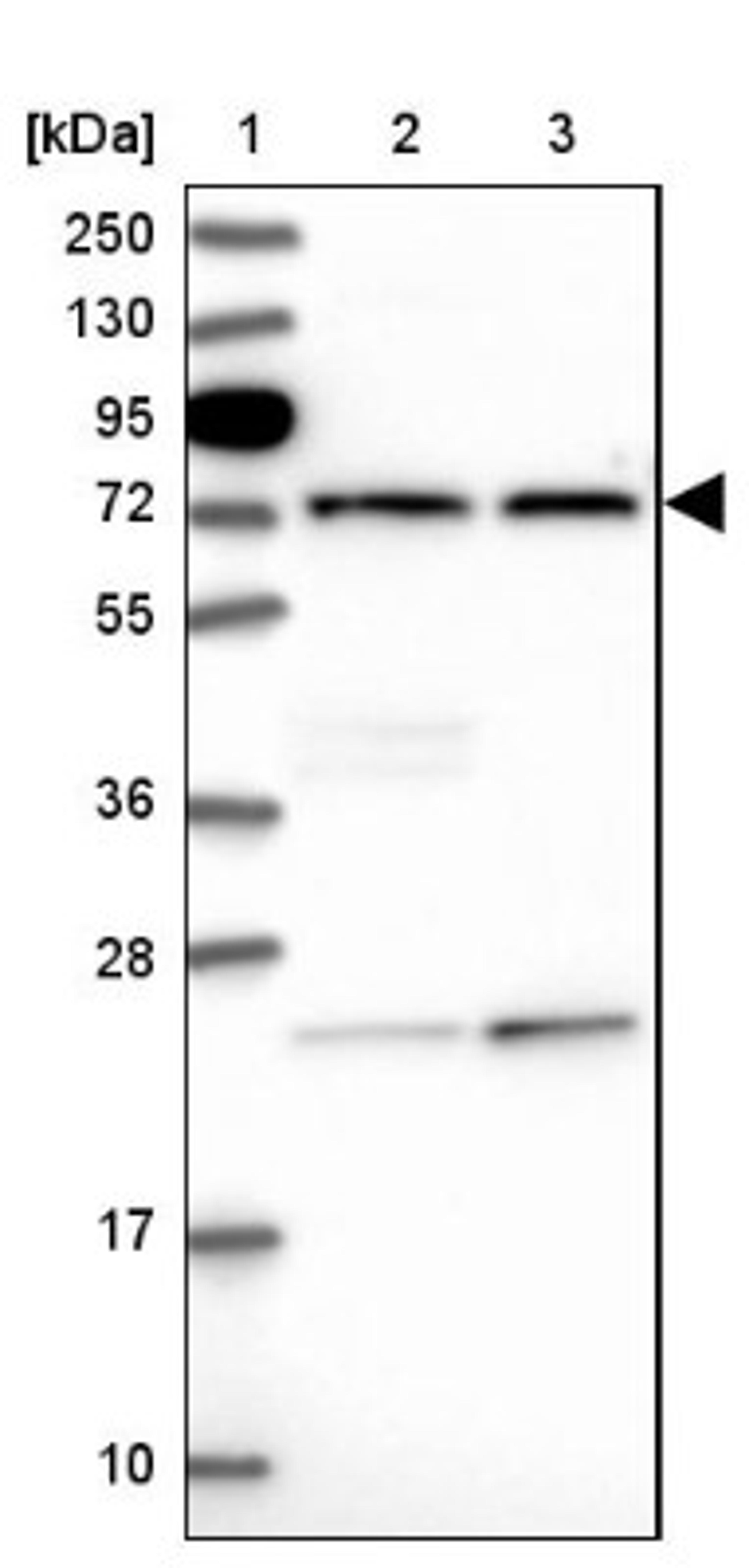 Western Blot: IQCH Antibody [NBP1-82300] - Lane 1: Marker [kDa] 250, 130, 95, 72, 55, 36, 28, 17, 10<br/>Lane 2: Human cell line RT-4<br/>Lane 3: Human cell line U-251MG sp