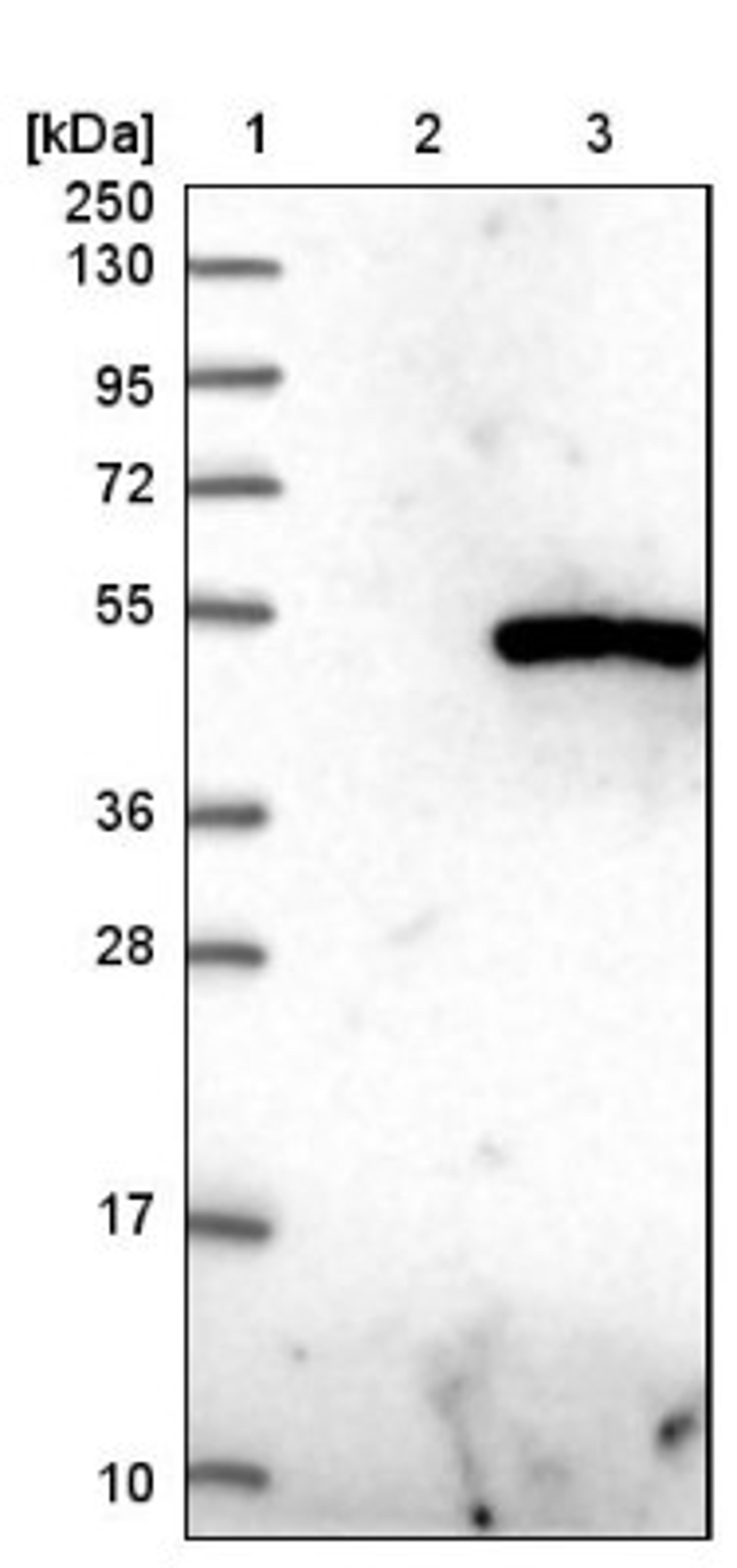 Western Blot: WDR73 Antibody [NBP1-82219] - Lane 1: Marker [kDa] 250, 130, 95, 72, 55, 36, 28, 17, 10<br/>Lane 2: Negative control (vector only transfected HEK293T lysate)<br/>Lane 3: Over-expression lysate (Co-expressed with a C-terminal myc-DDK tag (~3.1 kDa) in mammalian HEK293T cells, LY409890)