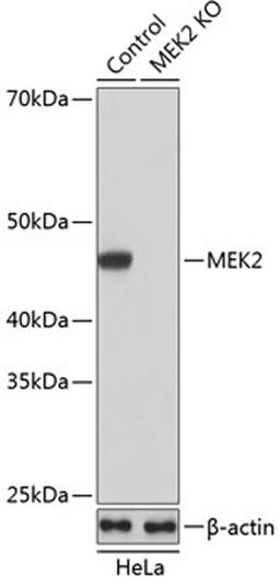 Western blot - MEK2 antibody (A19078)