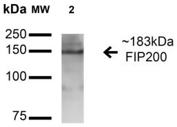 Western Blot analysis of rat brain cell lysates using FIP200 antibody