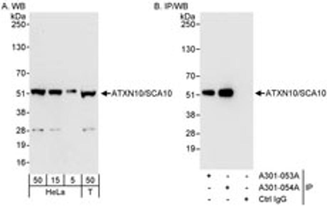 Detection of human ATXN10/SCA10 by western blot and immunoprecipitation.