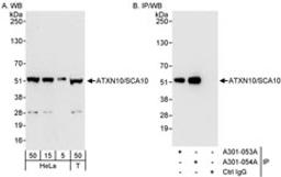 Detection of human ATXN10/SCA10 by western blot and immunoprecipitation.