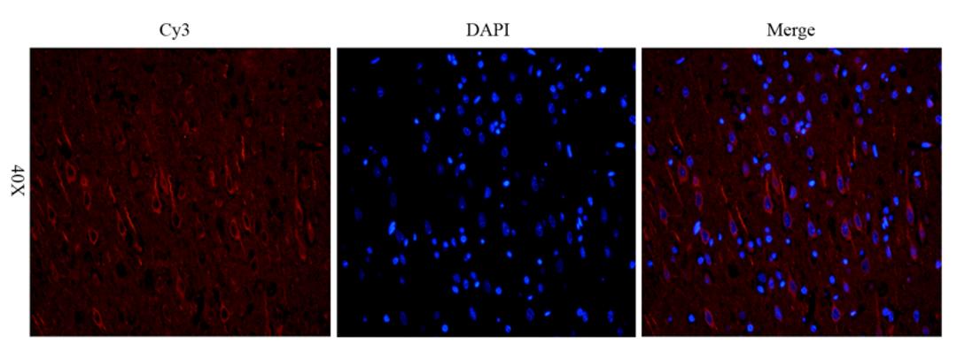 Immunofluorescence image of rat brain tissue using anti-Nestin (2.5 ug/ml)