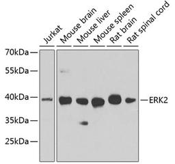 Western blot - ERK2 antibody (A11186)