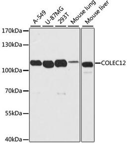 Western blot - COLEC12 antibody (A10422)