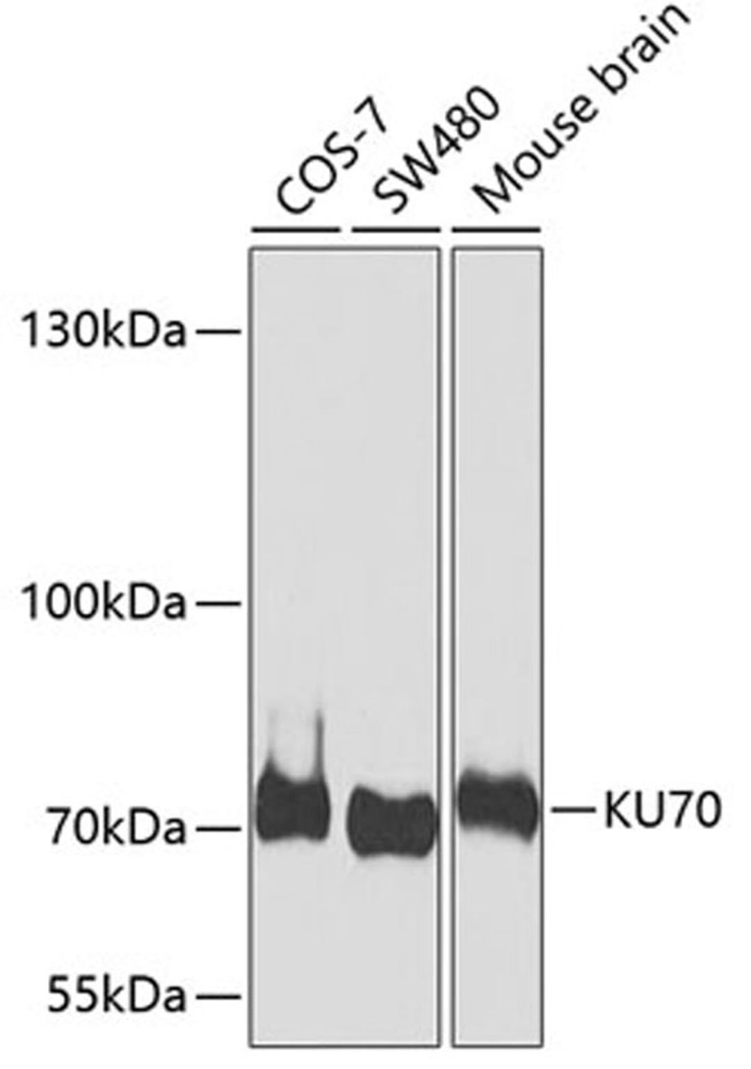 Western blot - KU70 antibody (A7330)