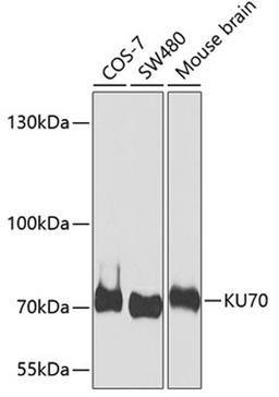 Western blot - KU70 antibody (A7330)