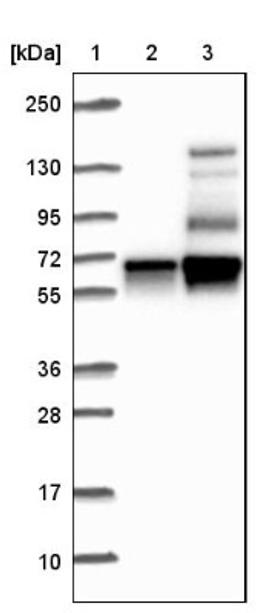 Western Blot: MICAL2 Antibody [NBP1-81483] - Lane 1: Marker [kDa] 250, 130, 95, 72, 55, 36, 28, 17, 10<br/>Lane 2: Negative control (vector only transfected HEK293T lysate)<br/>Lane 3: Over-expression lysate (Co-expressed with a C-terminal myc-DDK tag (~3.1 kDa) in mammalian HEK293T cells, LY415152)