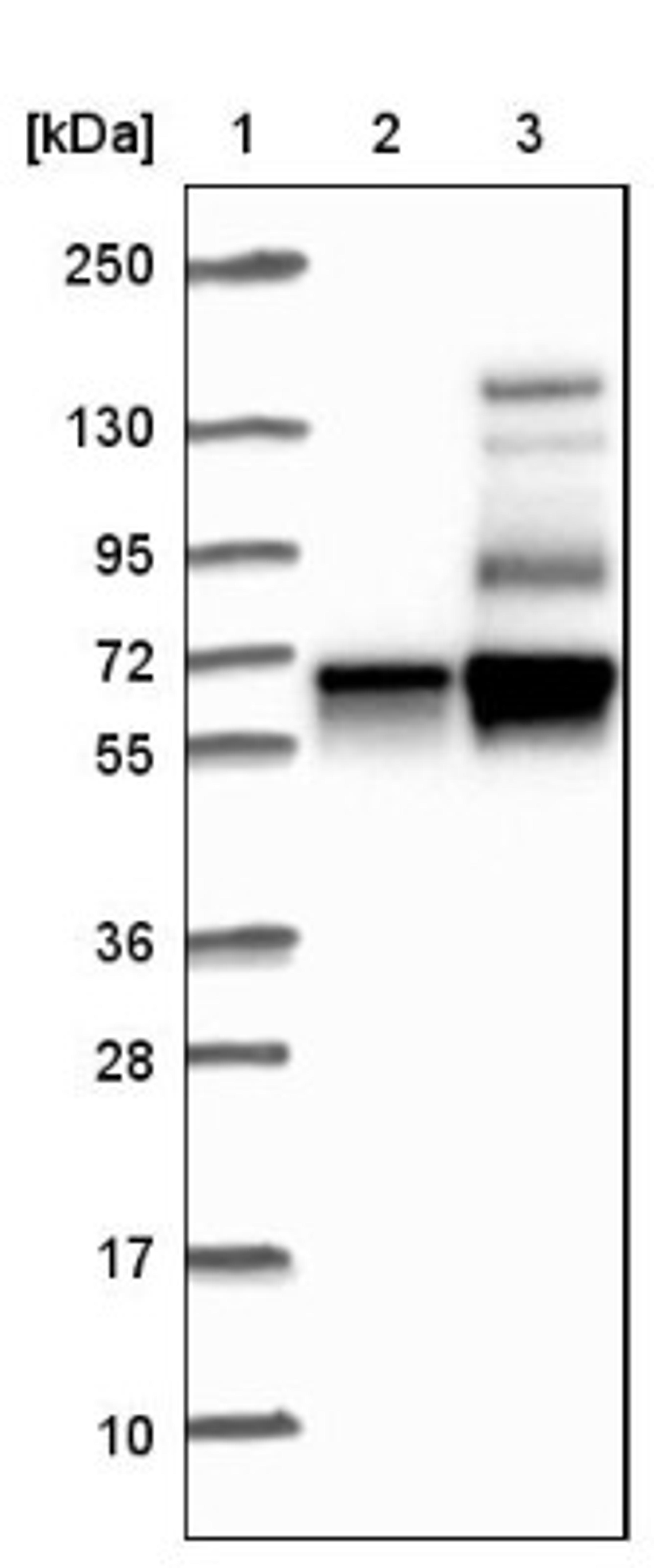 Western Blot: MICAL2 Antibody [NBP1-81483] - Lane 1: Marker [kDa] 250, 130, 95, 72, 55, 36, 28, 17, 10<br/>Lane 2: Negative control (vector only transfected HEK293T lysate)<br/>Lane 3: Over-expression lysate (Co-expressed with a C-terminal myc-DDK tag (~3.1 kDa) in mammalian HEK293T cells, LY415152)