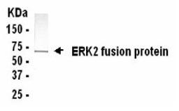 Western Blot: XW-7183 dilution: 1:2,000. Goat anti-14018-HRP dilution: 1:1,000. E coli-derived fusion protein as test antigen.