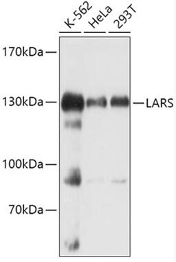 Western blot - LARS antibody (A14890)