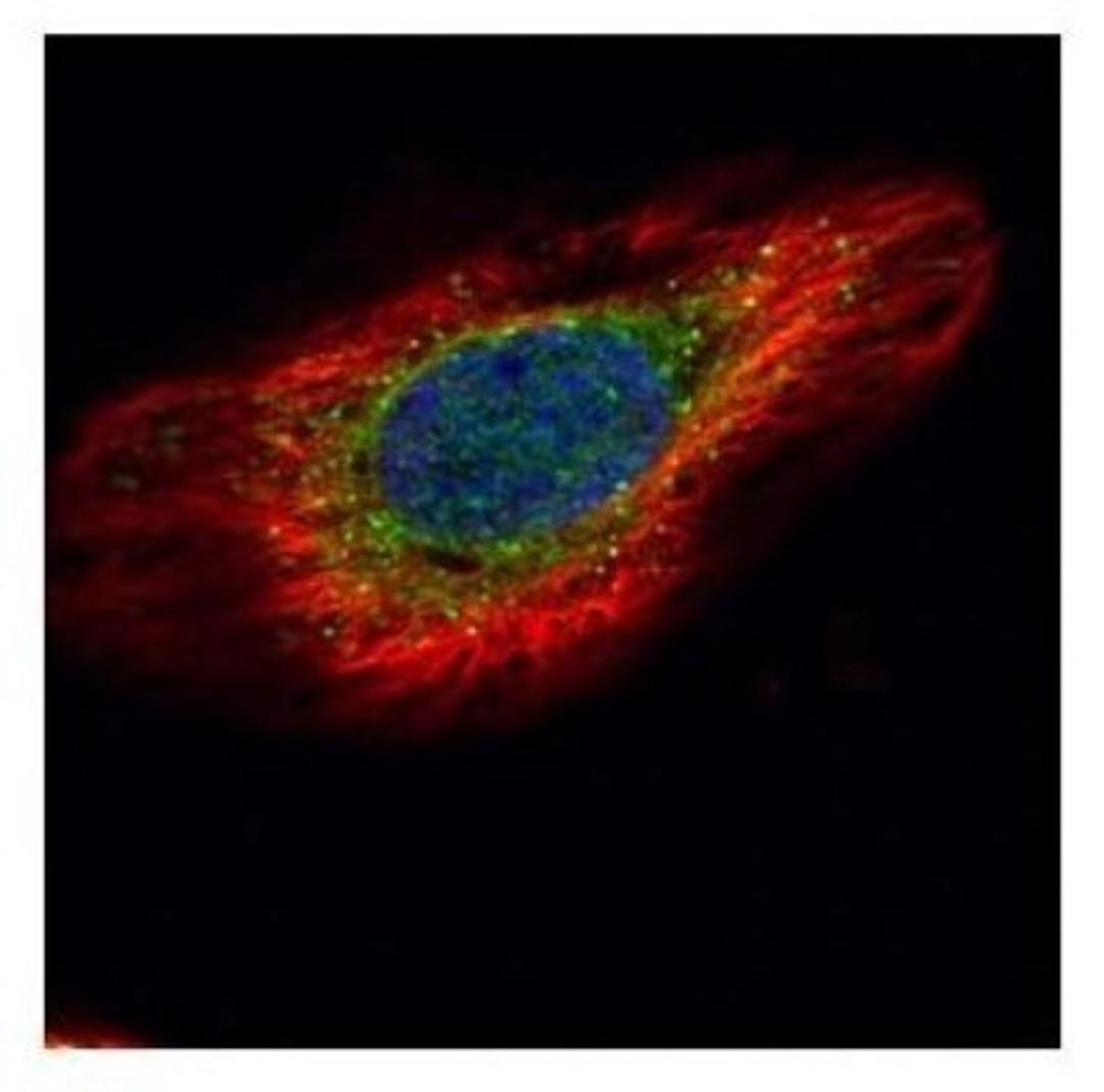 Immunocytochemistry/Immunofluorescence: ERP29 Antibody [NBP1-33076] - Analysis of methanol-fixed HeLa, using ERP29 antibody (Green) at 1:500 dilution. Alpha-tubulin filaments were labeled with an alpha Tubulin antibody (Red) at 1:2000.