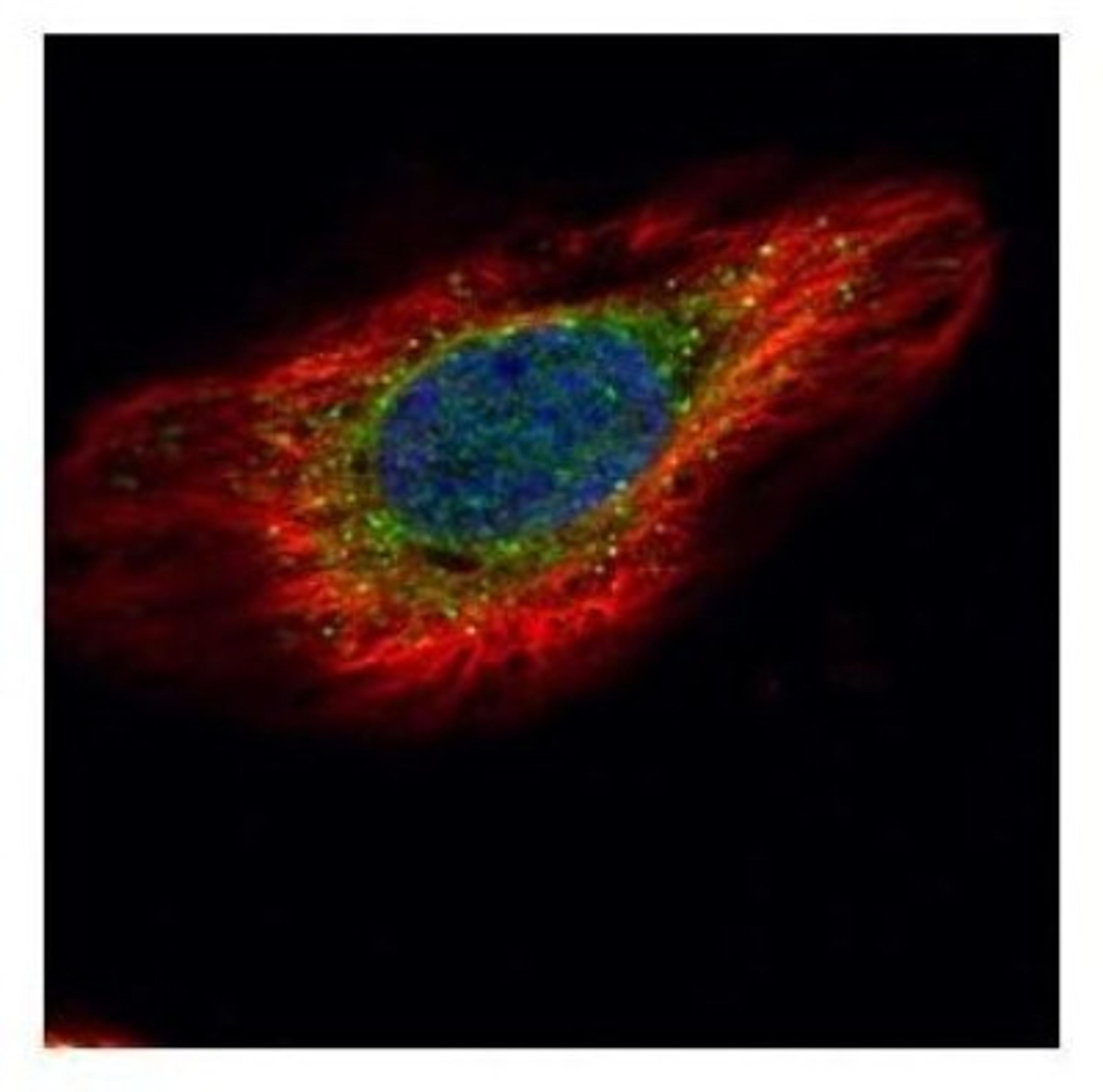 Immunocytochemistry/Immunofluorescence: ERP29 Antibody [NBP1-33076] - Analysis of methanol-fixed HeLa, using ERP29 antibody (Green) at 1:500 dilution. Alpha-tubulin filaments were labeled with an alpha Tubulin antibody (Red) at 1:2000.