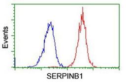 Flow Cytometry: SERPINB1 Antibody (3B4) [NBP2-03828] - Analysis of Jurkat cells, using anti-SERPINB1 antibody, (Red), compared to a nonspecific negative control antibody (Blue).