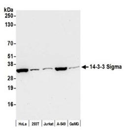 Detection of human 14-3-3 Sigma by western blot.