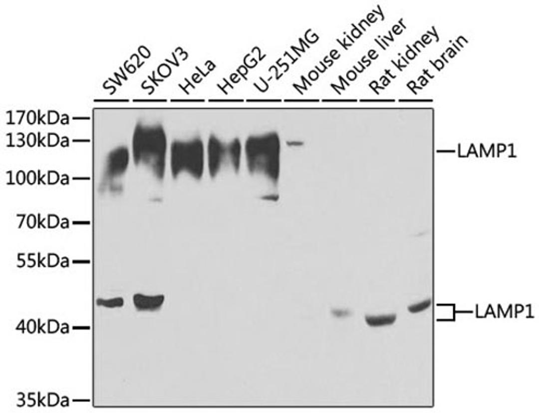 Western blot - MCL1 antibody (A2582)