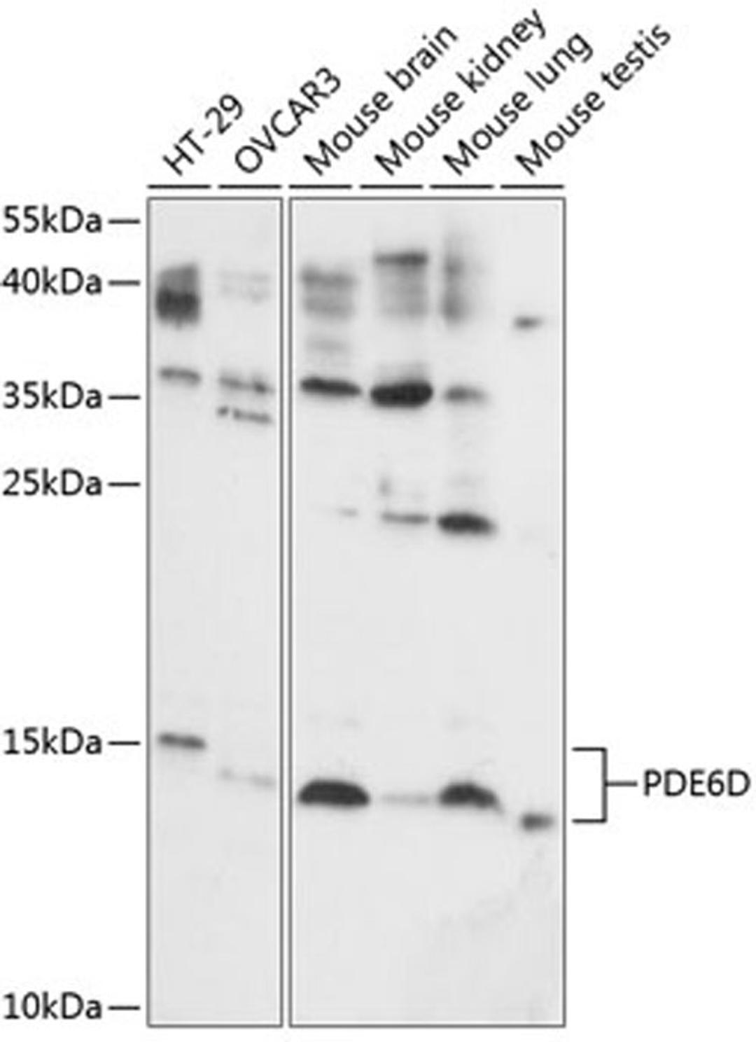 Western blot - PDE6D antibody (A14762)