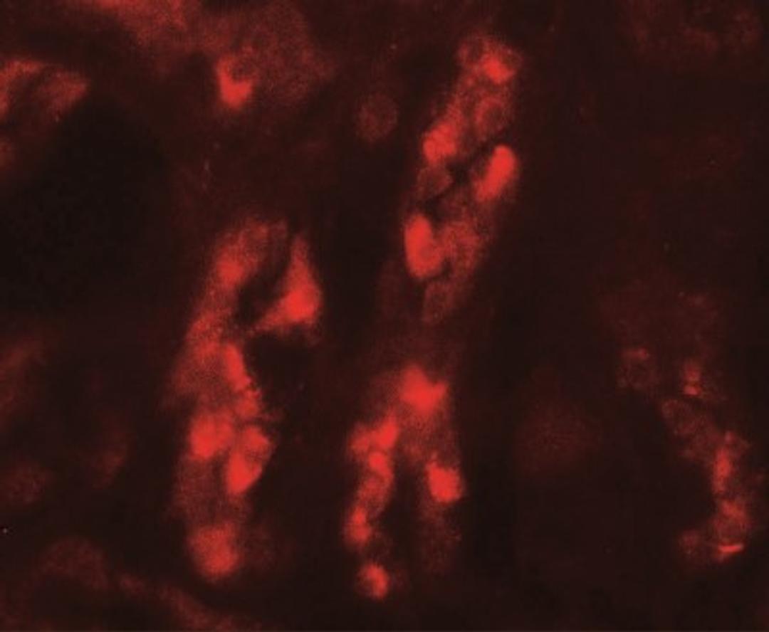 Immunofluorescence: GDPD5 Antibody [NBP2-41268] - GDPD5 in human kidney tissue with GDPD5 antibody at 20 ug/mL.