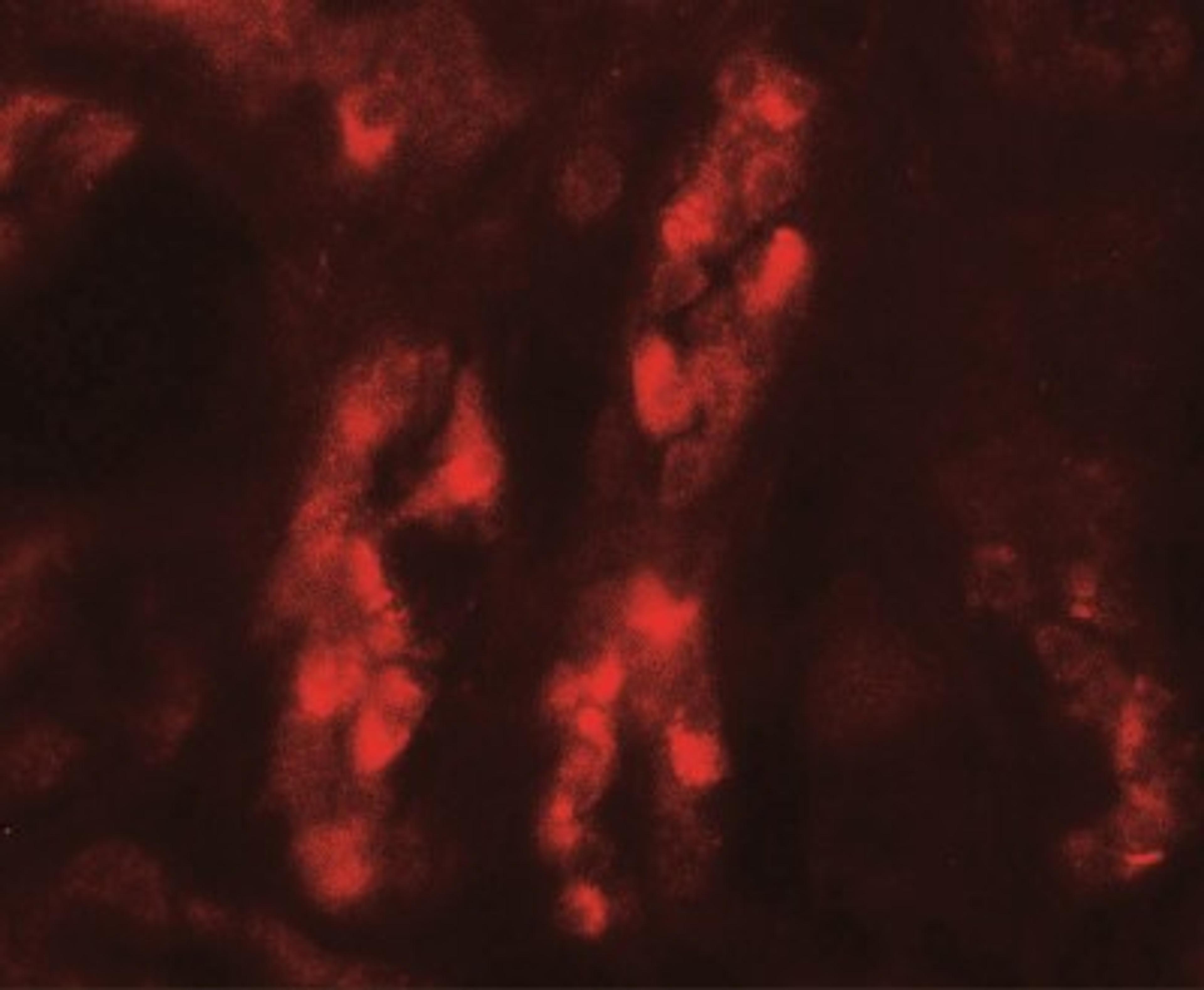 Immunofluorescence: GDPD5 Antibody [NBP2-41268] - GDPD5 in human kidney tissue with GDPD5 antibody at 20 ug/mL.