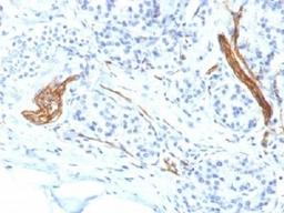 IHC testing of FFPE human pancreas with CD56 antibody (clone NCAM1/1496). Required HEIR: boil tissue sections in 10mM citrate buffer, pH 6, for 10-20 min.