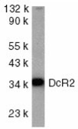 Western blot analysis of HeLa cell whole cell lysate probed with Rabbit anti Human CD264 (AHP489)