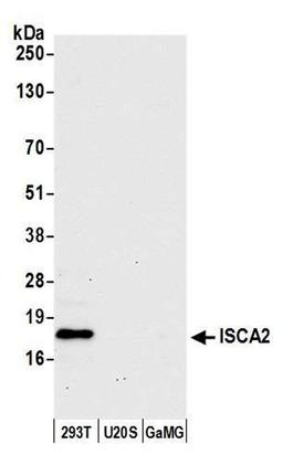 Detection of human ISCA2 by WB.